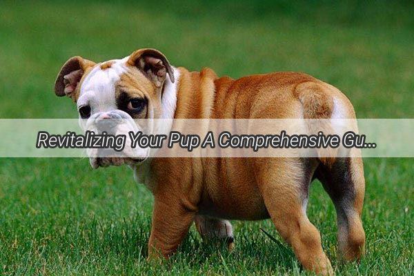 Revitalizing Your Pup A Comprehensive Guide to PostSurgery Dog Rehabilitation